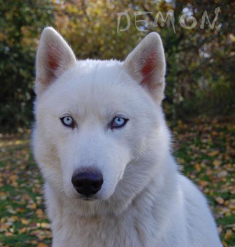 Spirit Of The Wind's F'demon dit s'demon