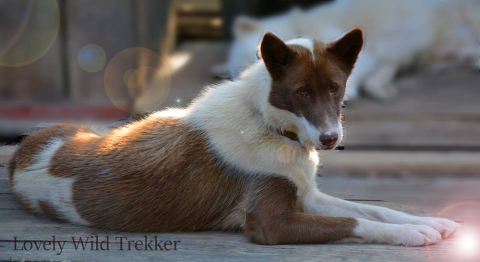 Wild Trekker Lovely