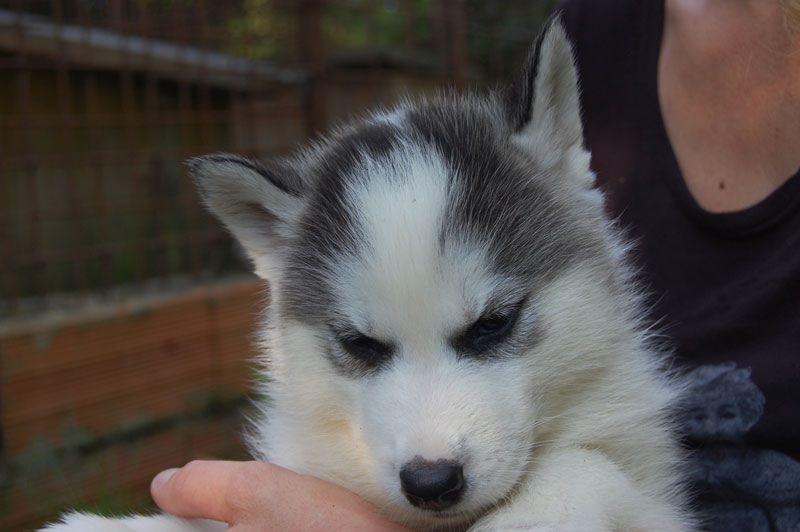 David Gardenes - Siberian Husky - Portée née le 23/07/2015