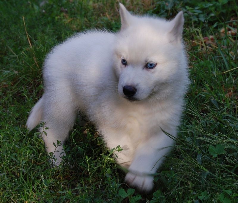 David Gardenes - Siberian Husky - Portée née le 23/07/2015
